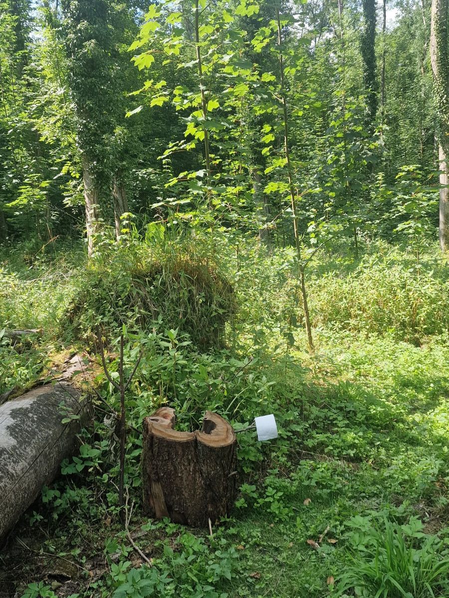 ForstHaven Bild 40